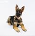 Wallmonkeys Peel and Stick Wall Decals - German Shepherd Puppy - 18"H x 18"W Removable Graphic