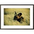 Cape hunting dog resting in the grass Subject Framed Art Poster Print by Beverly Joubert, 29x21