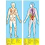 Melissa and Doug 100-piece Deluxe Double-Sided Human Anatomy Cardboard Floor Puzzle
