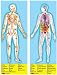 Melissa-and-Doug-100-piece-Deluxe-Double-Sided-Human-Anatomy-Cardboard-Floor-Puzzle