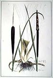 Art Poster Print - Cattail (Typha Major) - Artist: Samuel Curtis - Poster Size: 18 X 24 inches