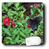 WhiteOak Photography Butterflies - Spicebush Swallowtail Butterfly A beautiful butterfly - Mouse Pads
