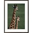 Giraffes, Tala Private Game Reserve, Kwazulu-Natal, South Africa Framed Photographic Poster Print by Carol Polich, 21x29