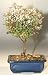 Bonsai Boy's Snowbush Bonsai Tree<br><i>(breynia disticha)</i>