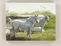 White Horses in pasture faux Canvas Painting wall hanging artwork art 13.5"H x 18"W