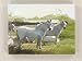 Wild Horses Canvas Painting, White
