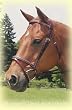 Kincade Lined Event Bridle w/Rubber Reins