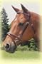 Kincade Lined Event Bridle w/Rubber Reins