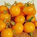 SEED BARGAINS: Tomato Golden Sunrise (Approx 10 Commercial Grade Seeds)