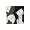 Black/Gray/White/Splash