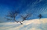 IMAGE OF Wallmonkeys Peel and Stick Wall Decals - Tree - 60