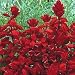 Salvia Red Arrows