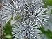Blue Atlas Cedar 2 - Year Graft