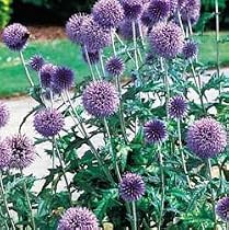 Globe Thistle Perennial 8 Plants - Echinops Ritro
