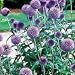 Globe Thistle Perennial 25 Plants - Echinops Ritro