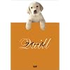 �N�C�[�� [DVD]