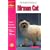 The Guide to Owning a Birman Cat