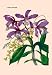 12 X 18 Stretched Canvas Poster Orchid: Cattleya Harrisoniae