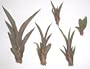15 Unidentified Live Agaves Plants Succulants Zeroscape Go Green