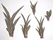15 Unidentified Live Agaves Plants Succulants Zeroscape Go Green