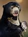 Malayan Sun Bear Photographic Poster Print by Anup Shah, 9x12