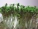 Gartenkresse - Lepidum sativum 200K
