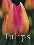The Tulips
