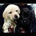 Dogs