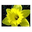 Sunny narcissus Botanical Photographic Poster Print by Olga Curd, 10x8
