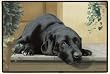 Fiddlers Elbow-BLACK LAB/PORCH DOORMAT