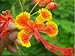 Royal Poinciana Flame Tree 15 Seeds - Delonix -Tropical