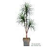 One 6' Yucca Artificial Tree with Tripled Heads