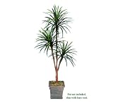 One 6' Yucca Artificial Tree with Tripled Heads, with No Pot,