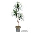 One 6' Yucca Artificial Tree with Tripled Heads, with No Pot,