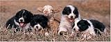 Image Border Collie 1000 Piece Panorama Jigsaw Puzzle