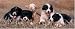 Border Collie 1000 Piece Panorama Jigsaw Puzzle (07)
