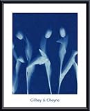 IMAGE OF Tulips, Framed Art Print by Gilbey & Cheyne