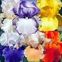12 Rhizome Collection: 6 Different Reblooming Irises