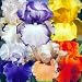 12 Rhizome Collection: 6 Different Reblooming Irises