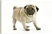 Dog - Pug - 20 Inch Canvas Print (51 cm) by Ardea
