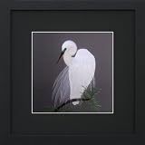 Susho, King Silk Art Handmade Silk Embroidery - White Bird on a Branch - Black Mat Framed Medium Size 31087BF