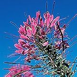 Organic Purple Queen Cleome Spider Plant - 150 Seeds