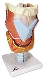3B Scientific Larynx, 7-part