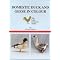 Raise Ducks, Geese and other Waterfowl