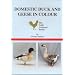 Raise Ducks, Geese and other Waterfowl