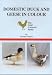 Book Domestic Duck and Geese in Colour (The Gold Cockerel Series)