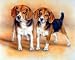 BEAGLE PUPPIES BABY DOGS HUNT POSTER ART PRINT