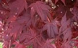 Murogawa Japanese Maple - Outdoors or Bonsai - Acer