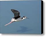 Black Necked Stilt in Flight Canvas Print / Canvas Art - Artist Wingsdomain Art and Photography Black Necked Stilt in Flight Canvas Print / Canvas Art - Artist Wingsdomain Art and Photography