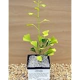 Green Pagoda Ginkgo True Bonsai Tree - SALE*